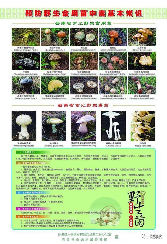 野生菌中毒最新,野生菌中毒最新，科技守护生命，智能护航健康新纪元
